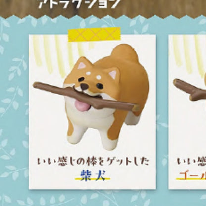 Dogs who got nice sticks